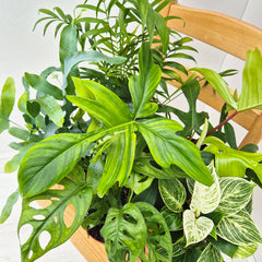 Tropical Houseplant Collection (5 Plants)