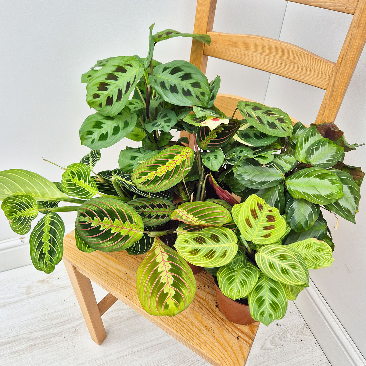 All The Maranta Houseplant Collection (6 Plants)
