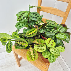 All The Maranta Houseplant Collection (6 Plants)