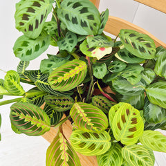 All The Maranta Houseplant Collection (6 Plants)