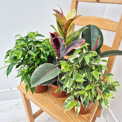 Ficus Houseplant Bundle (5 Plants)