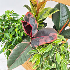Ficus Houseplant Bundle (5 Plants)