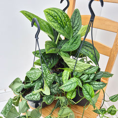 Hanging Houseplant Collection (3 Plants)