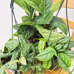 Hanging Houseplant Collection (3 Plants)