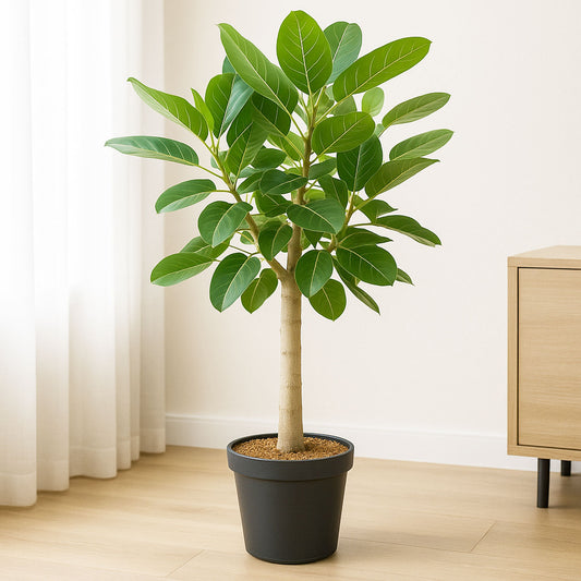 85 - 10cm Ficus Benghalensis Audrey  Rubber Plant 24cm Pot House Plant