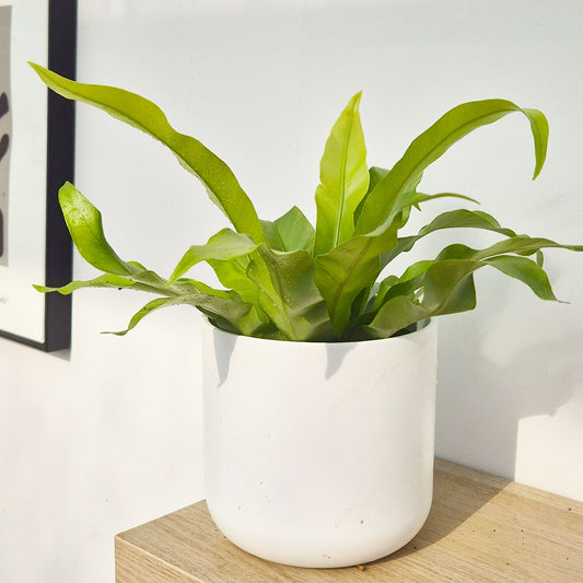 15 - 20cm Asplenium Antiquum Fern 12cm Pot House Plant