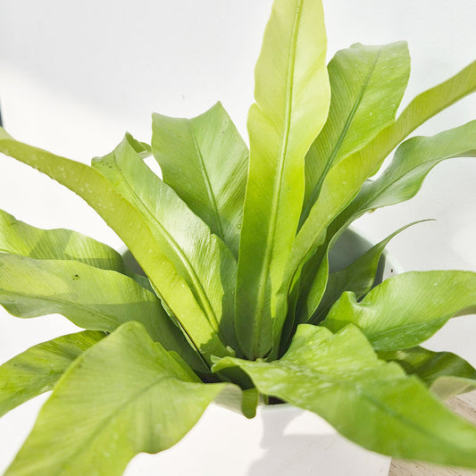 15 - 20cm Asplenium Antiquum Fern 12cm Pot House Plant