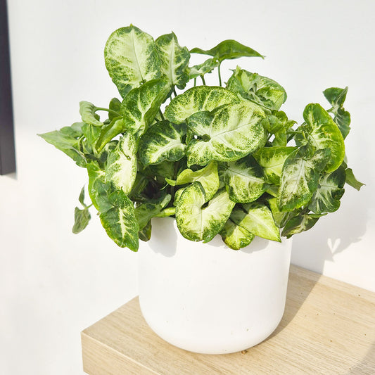 25 - 35 Syngonium Pixie Arrowhead House Plant 12cm Pot