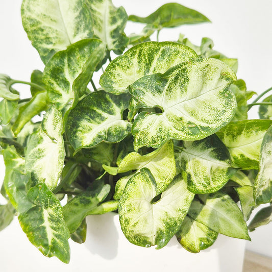 25 - 35 Syngonium Pixie Arrowhead House Plant 12cm Pot