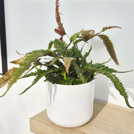 15 - 20cm Pteris Tricolor Brake Fern 12cm Pot House Plant