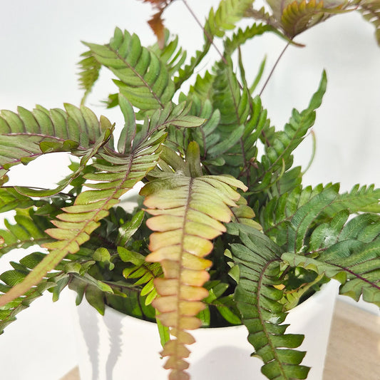 15 - 20cm Pteris Tricolor Brake Fern 12cm Pot House Plant