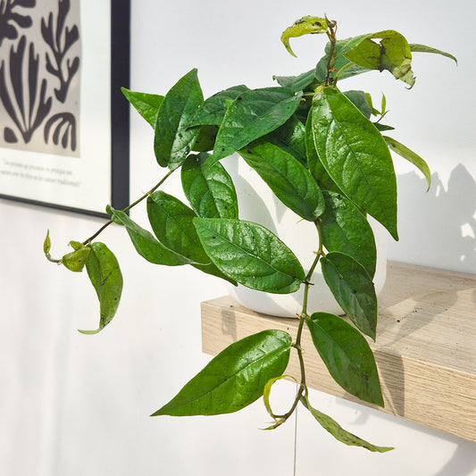 15 - 20cm Ficus Sagittata Plant 12cm Pot House Plant