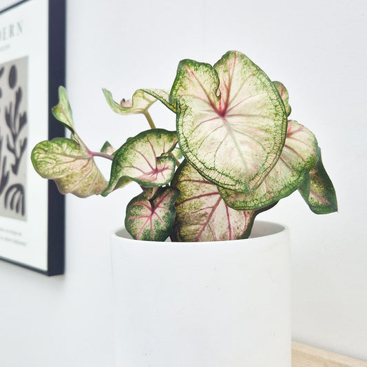 20 - 30cm Caladium White Elephant Ear 12cm Pot House Plant