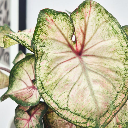 20 - 30cm Caladium White Elephant Ear 12cm Pot House Plant