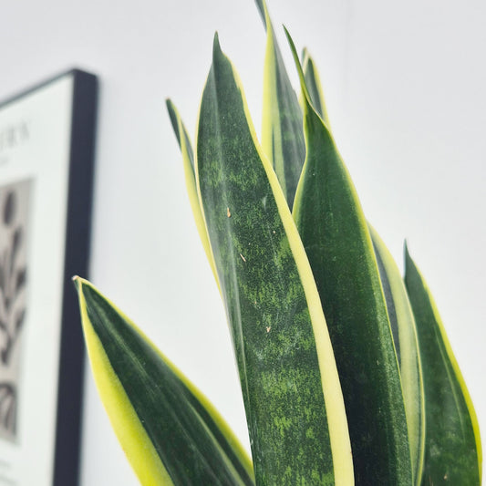 20 - 30cm Sansevieria Canary House Plant in 12cm Pot