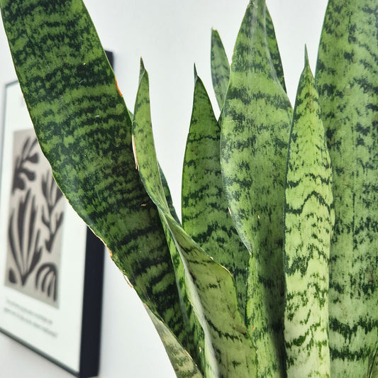 30 - 40cm Sansevieria Zeylanica House Plant in 12cm Pot