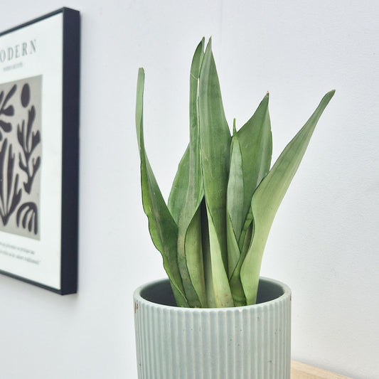 25 - 35cm Sansevieria Moonshine House Plant in 9cm Pot