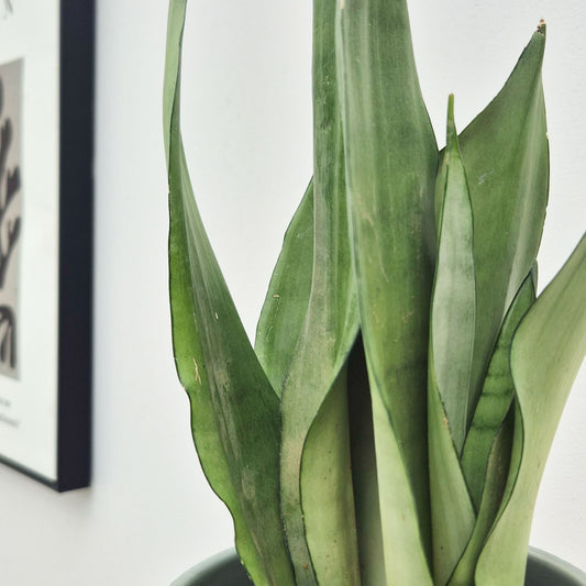 25 - 35cm Sansevieria Moonshine House Plant in 9cm Pot
