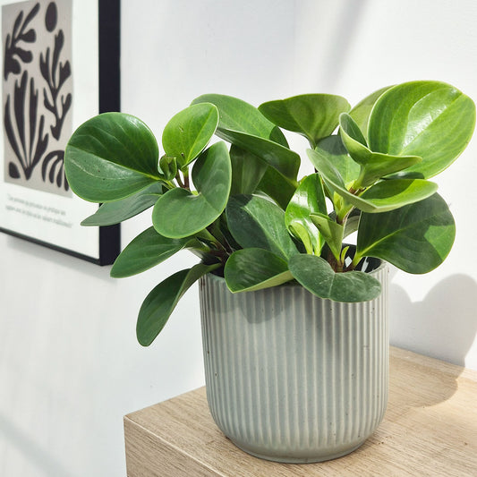 20 - 30cm Peperomia Obtusifolia Green 12cm Pot House Plant