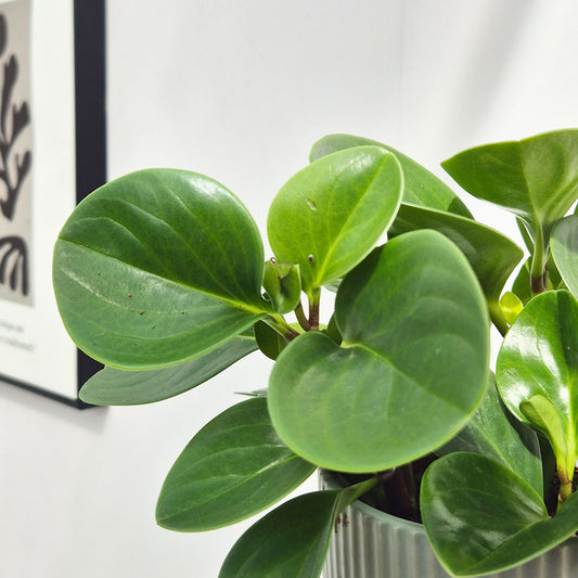 20 - 30cm Peperomia Obtusifolia Green 12cm Pot House Plant