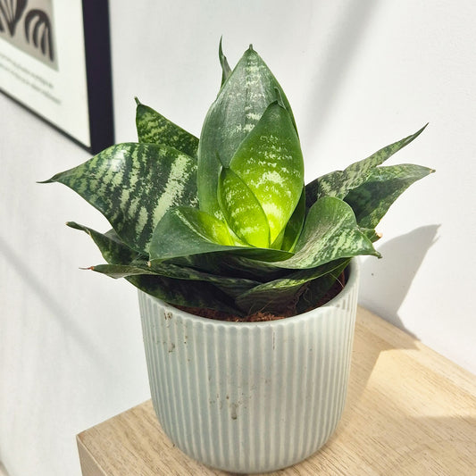 15 - 20cm Sansevieria Hahnii House Plant in 12cm Pot