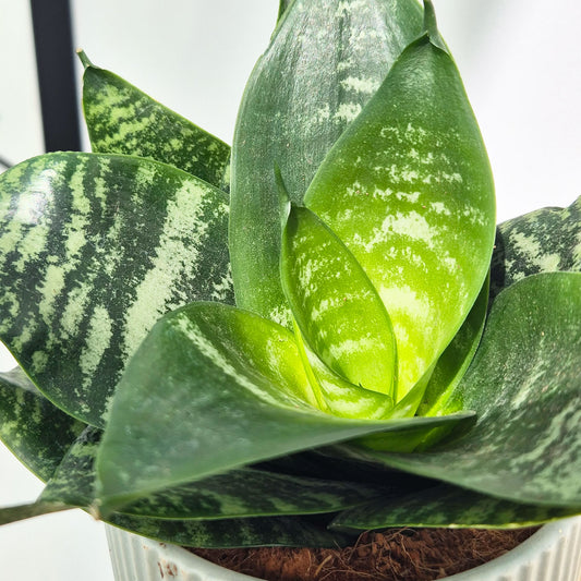 15 - 20cm Sansevieria Hahnii House Plant in 12cm Pot