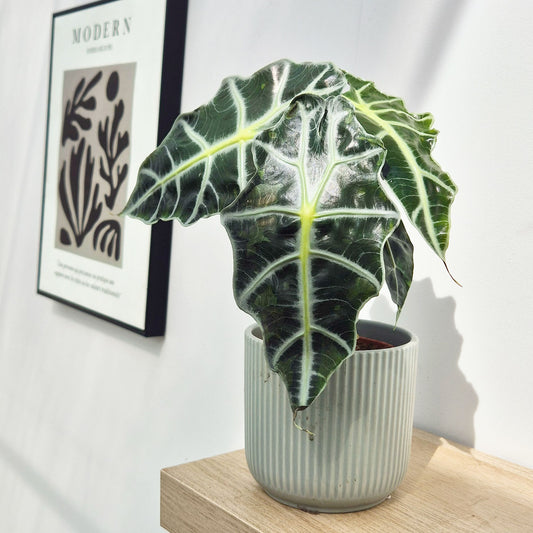 20 - 30cm Alocasia Polly Elephant Ear 12cm Pot