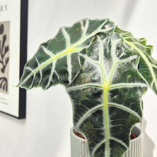 20 - 30cm Alocasia Polly Elephant Ear 12cm Pot
