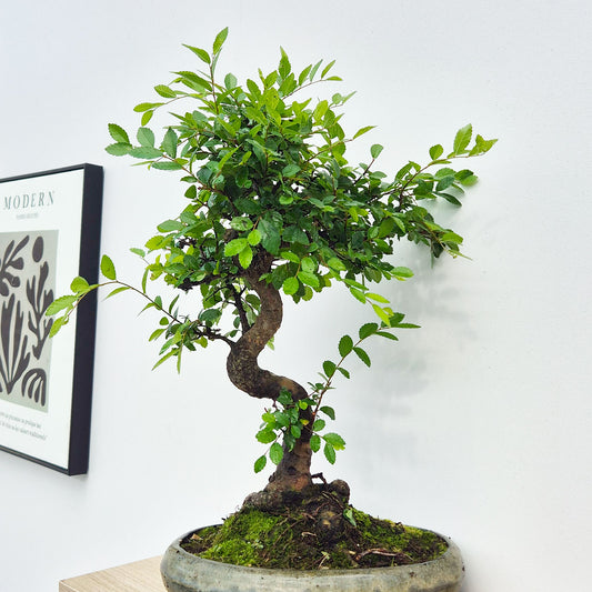 40 - 50cm Ficus Zelkova Bonsai Tree in Oval pot 29cm Ceramic Pot House Plant