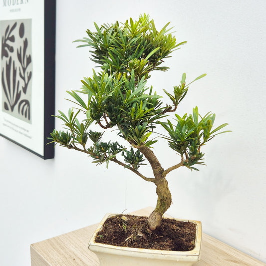 25 - 35cm Podocarpus Chinensis Bonsai Tree in pot 15cm Ceramic Pot House Plant