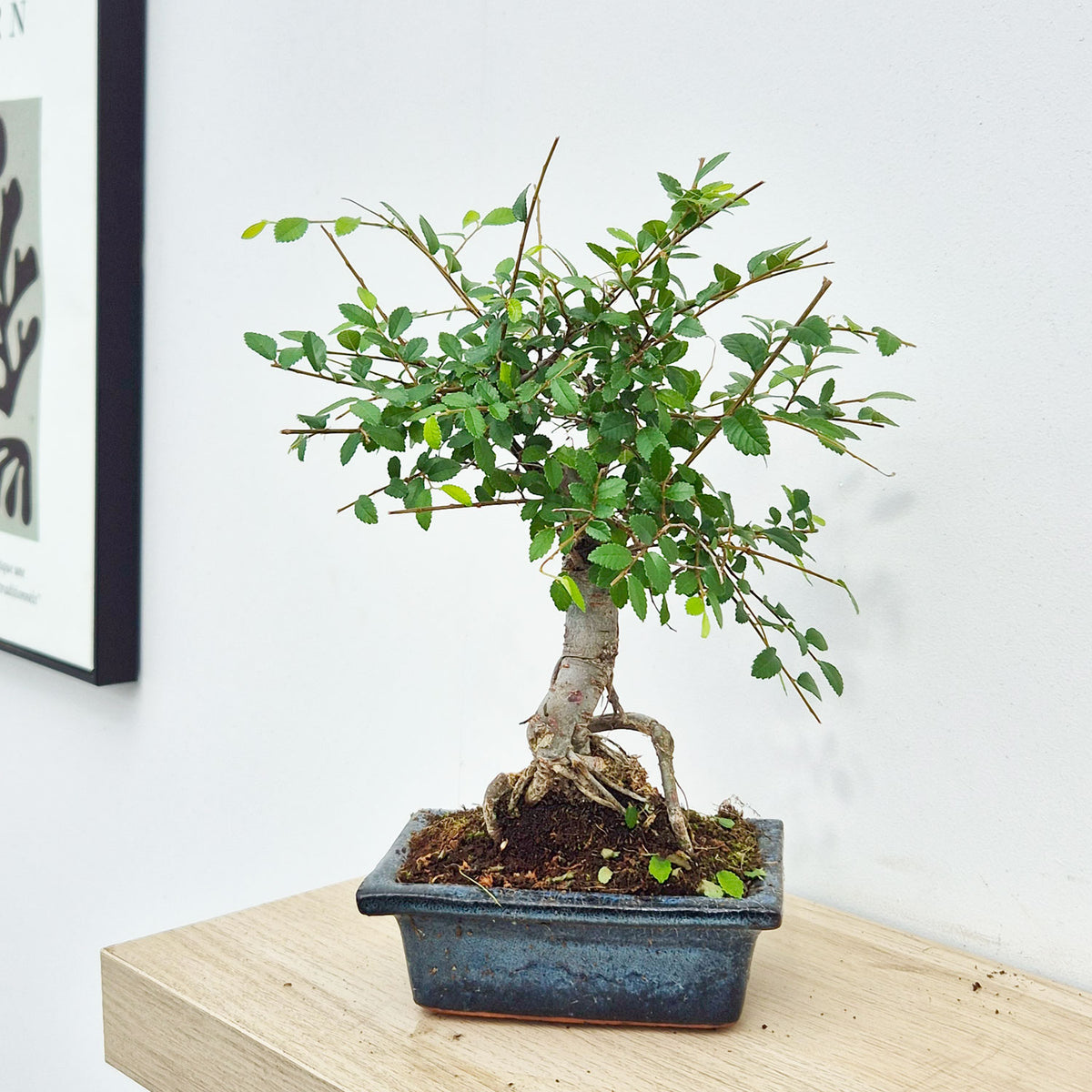 25 - 35cm Ficus Zelkova Bonsai Tree in pot 15cm Ceramic Pot House Plant