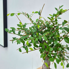 25 - 35cm Ficus Zelkova Bonsai Tree in pot 15cm Ceramic Pot House Plant