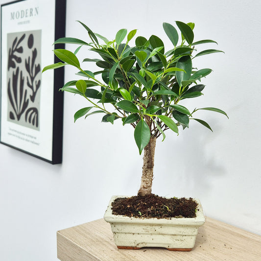 25 - 35cm Ficus Microcarpa Retusa Bonsai Tree in pot 15cm Ceramic Pot House Plant