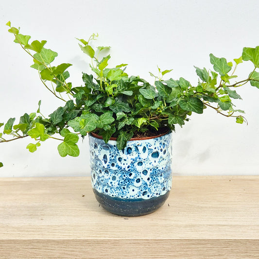 20 - 30cm Hedera Green Ivy 12cm Pot