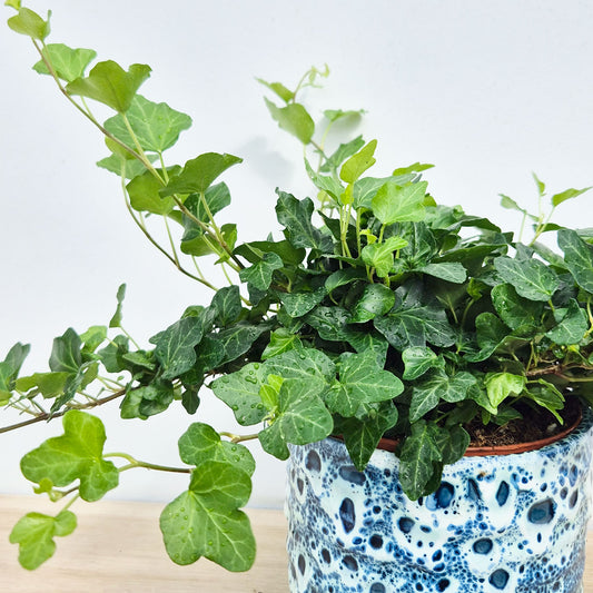 20 - 30cm Hedera Green Ivy 12cm Pot