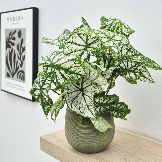 25 - 35cm Caladium White Christmas Elephant Ear 13cm Pot House Plant