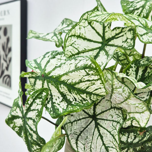 25 - 35cm Caladium White Christmas Elephant Ear 13cm Pot House Plant
