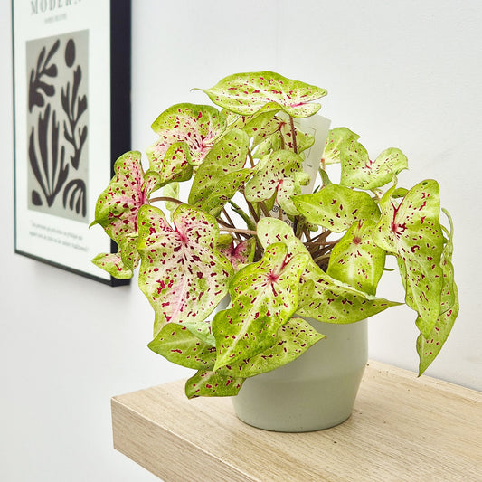 20 - 30cm Caladium Miss Muffet Elephant Ear 12cm Pot House Plant