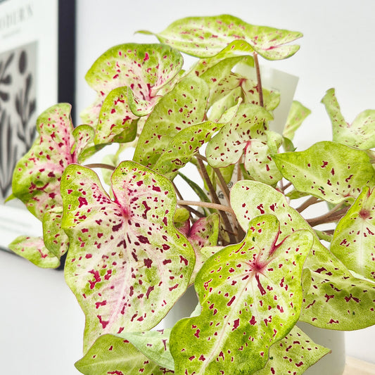20 - 30cm Caladium Miss Muffet Elephant Ear 12cm Pot House Plant