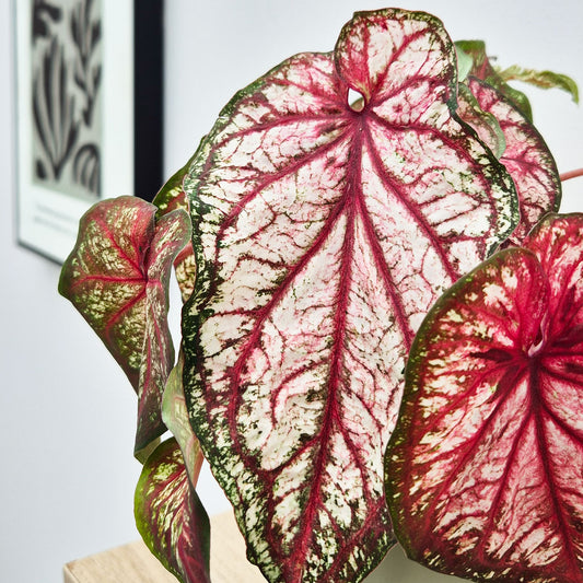 20 - 30cm Caladium Xplosion Elephant Ear 12cm Pot House Plant