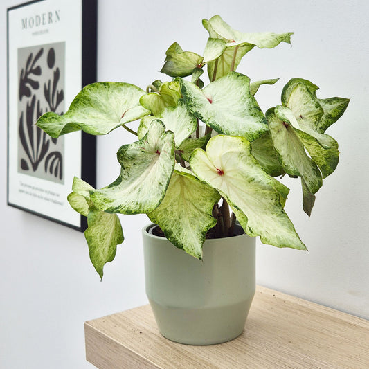 20 - 30cm Caladium Pure White Elephant Ear 12cm Pot House Plant