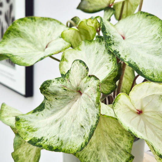 20 - 30cm Caladium Pure White Elephant Ear 12cm Pot House Plant