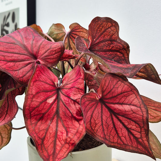 20 - 30cm Caladium Burgundy Elephant Ear 12cm Pot House Plant