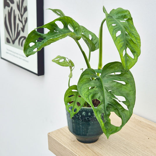 15 - 20cm Monstera Adansonii Monkey Mask 9cm Pot House Plant
