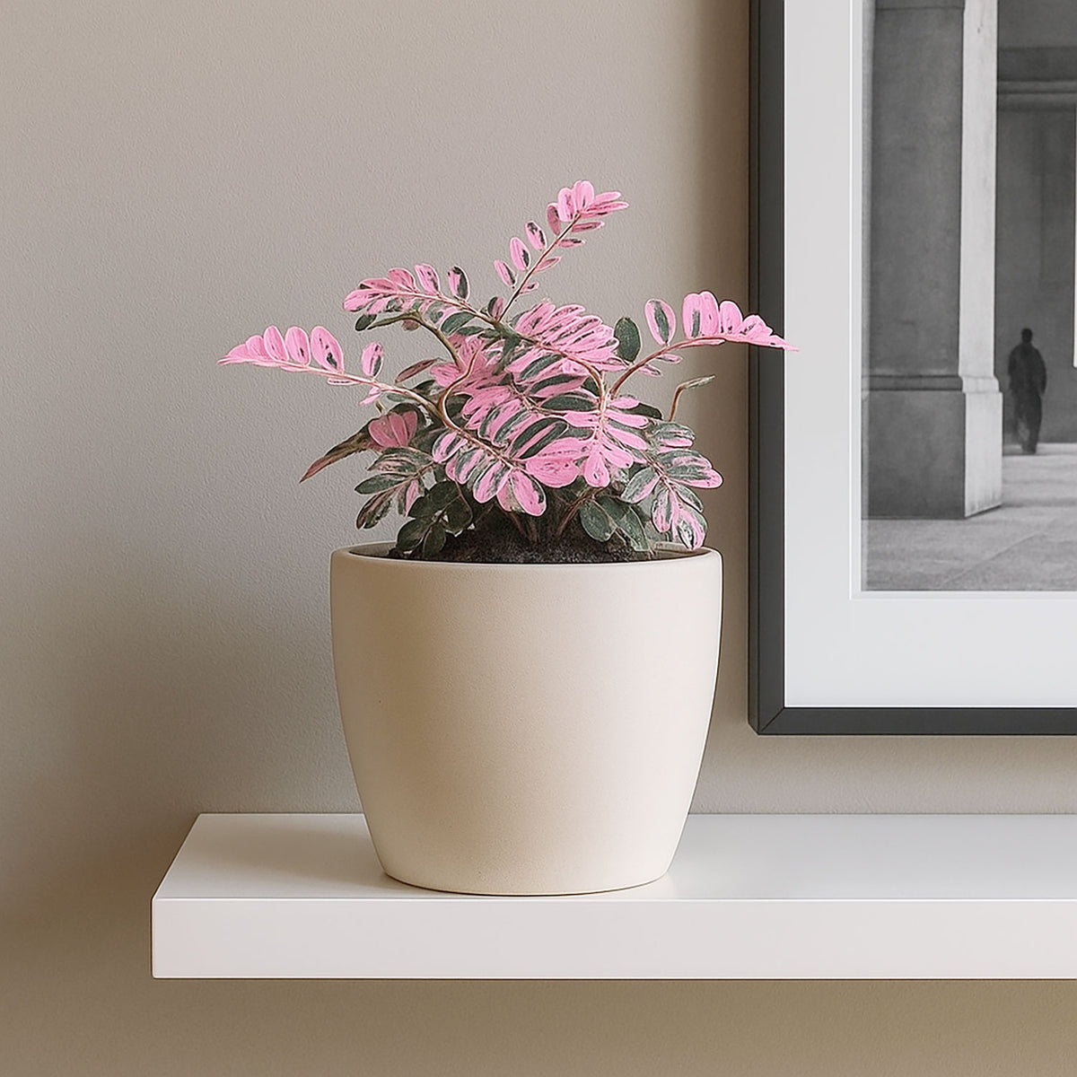 10 - 15cm Phyllanthus Urinaria Compacta Variegata in Terracotta 8cm Pot House Plant