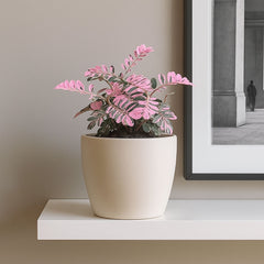 10 - 15cm Phyllanthus Urinaria Compacta Variegata in Terracotta 8cm Pot House Plant