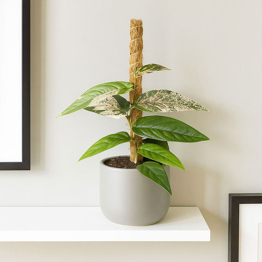 20 - 25cm Pink Ficus Sagittata Variegated House Plant 10.5cm Pot