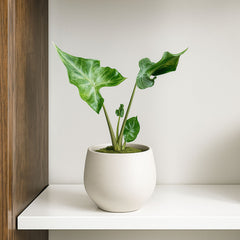 10 - 15cm Alocasia Teletubbies 10.5cm Pot House Plant