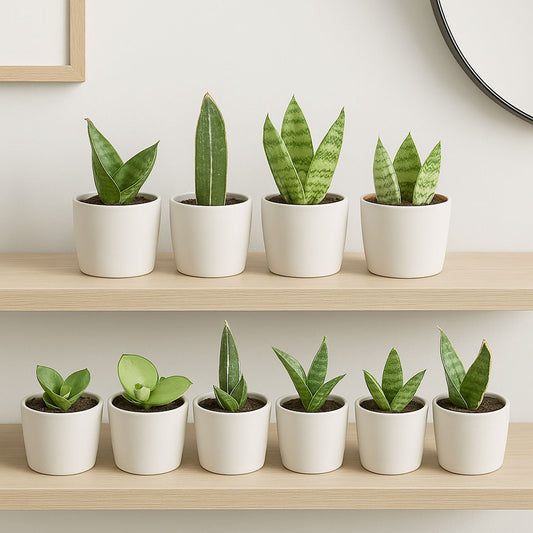 Rare Sansevieria Collectors Mix – 5 x 6cm Baby House Plants