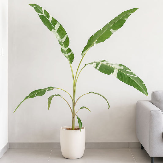 Musa Florida Variegata Banana House Plant
